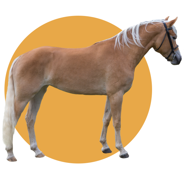 Eigenschaften Haflinger