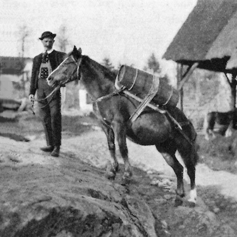 Geschichte der Haflinger