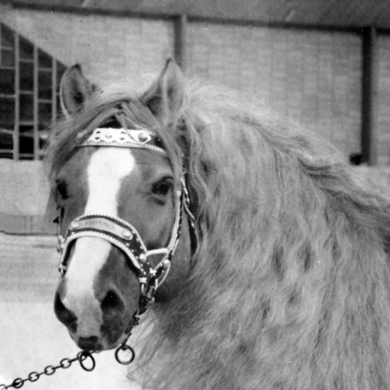 Haflinger Geschichte