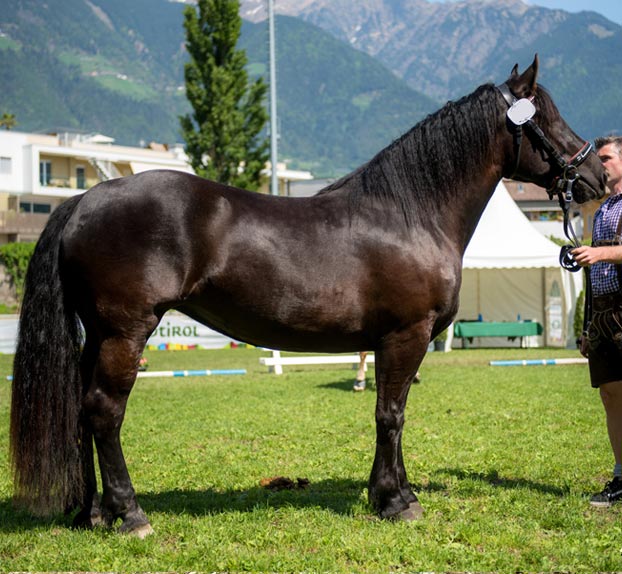 Eigenschaften Noriker