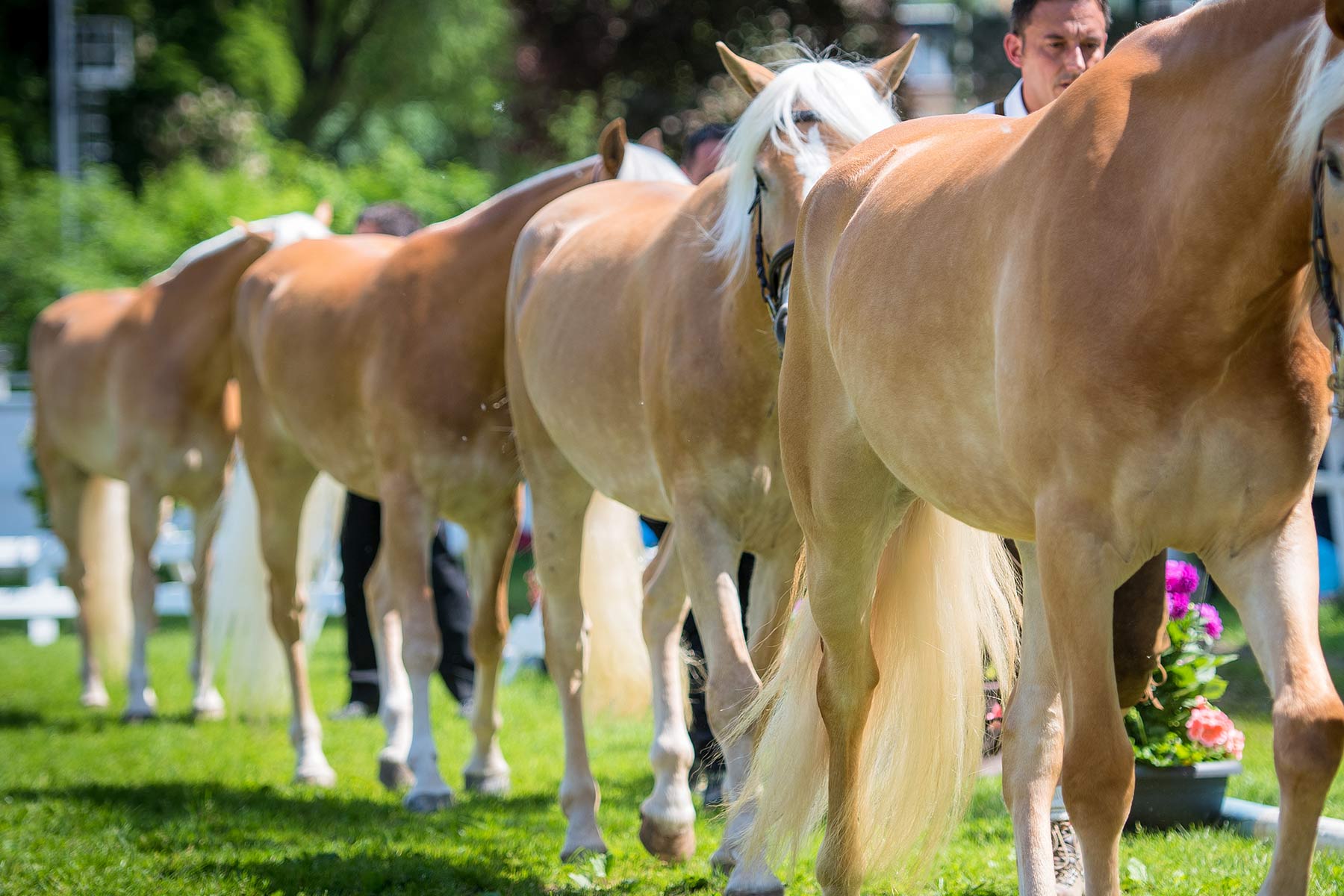 L’allevamento degli Haflinger