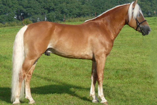 Alpenbue - I BZ22495