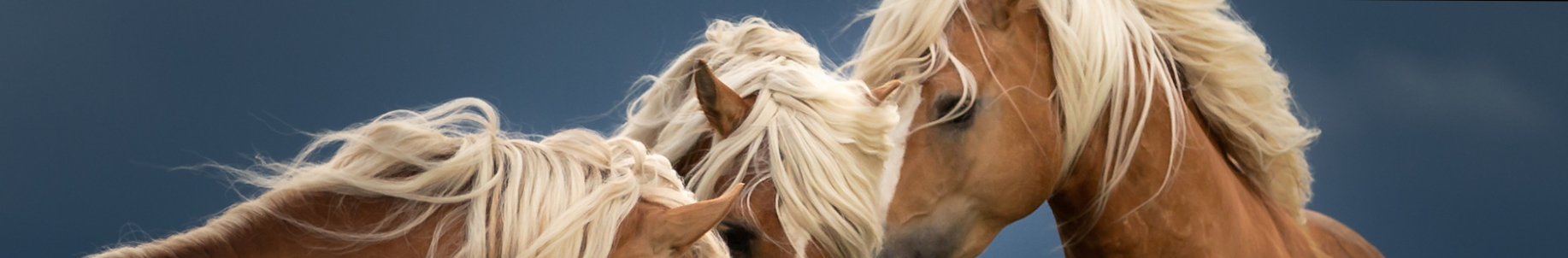 Cavalli Haflinger Alto Adige