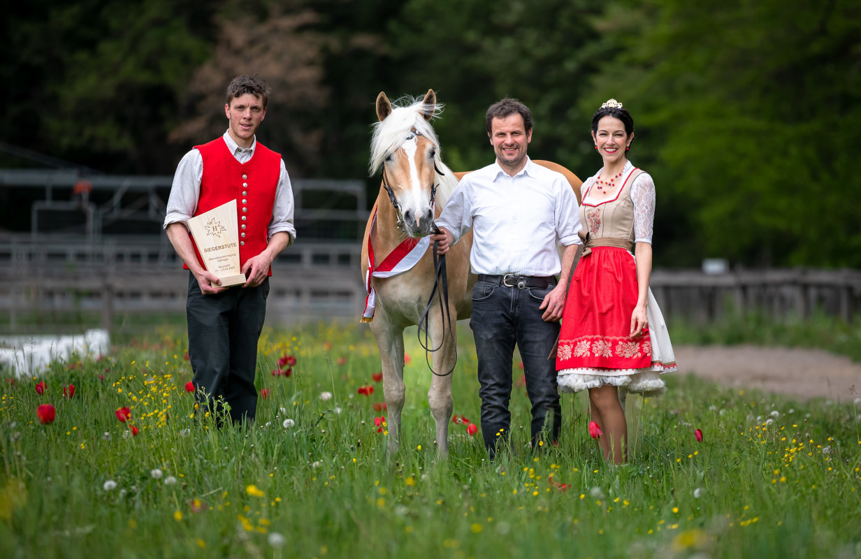 Haflinger-Stammbucheintragung 2023