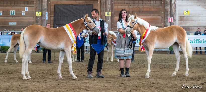 Fohlenchampionat 2022