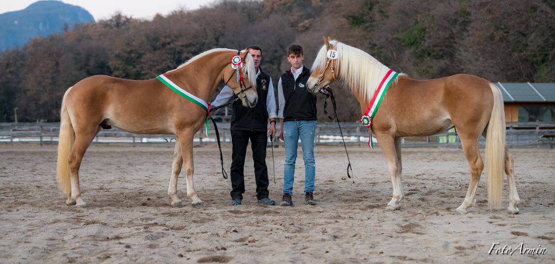25. Nationale Haflinger-Hengstkörung und Parade 2022