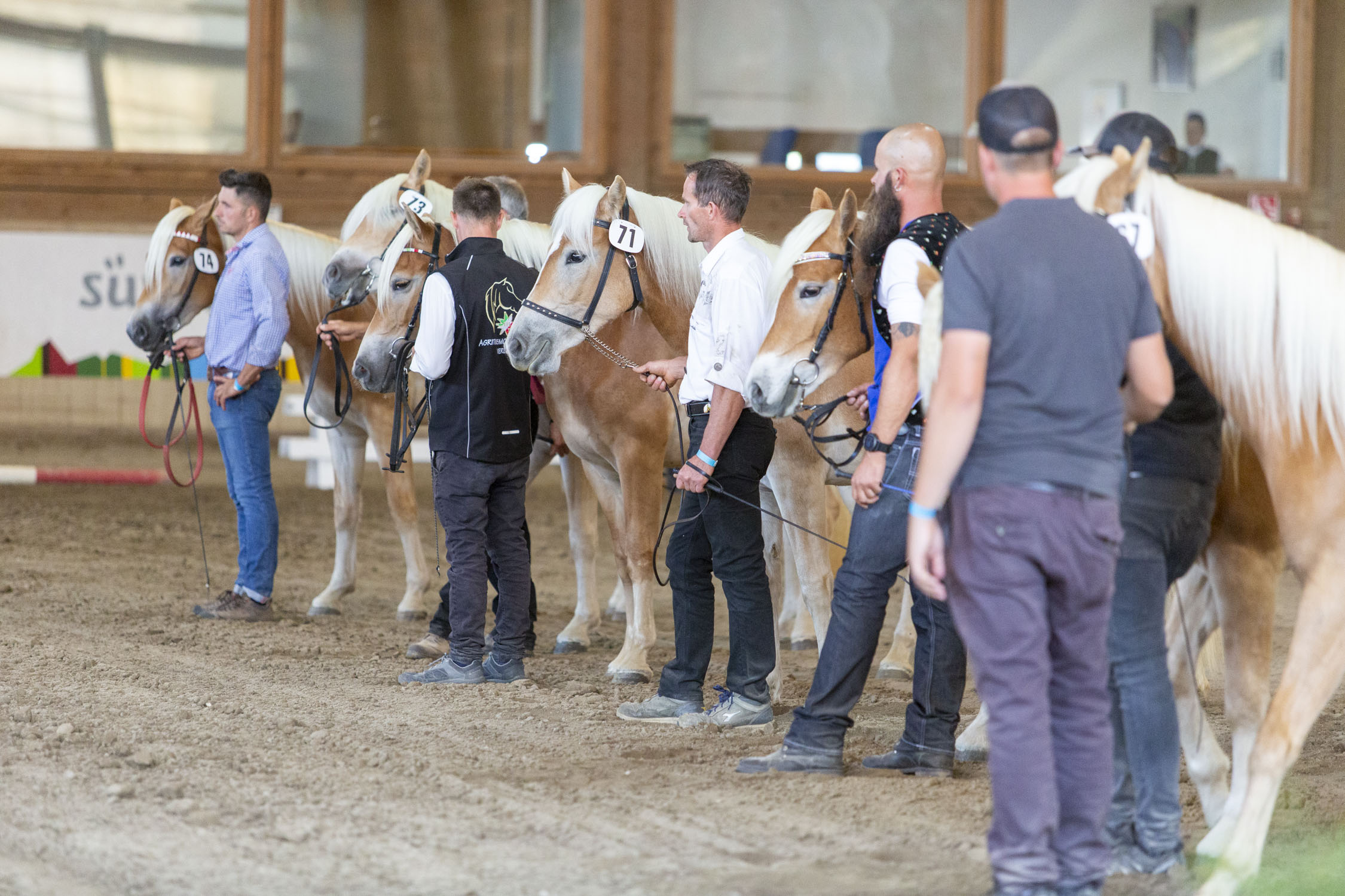 Jungpferdechampionat 2021