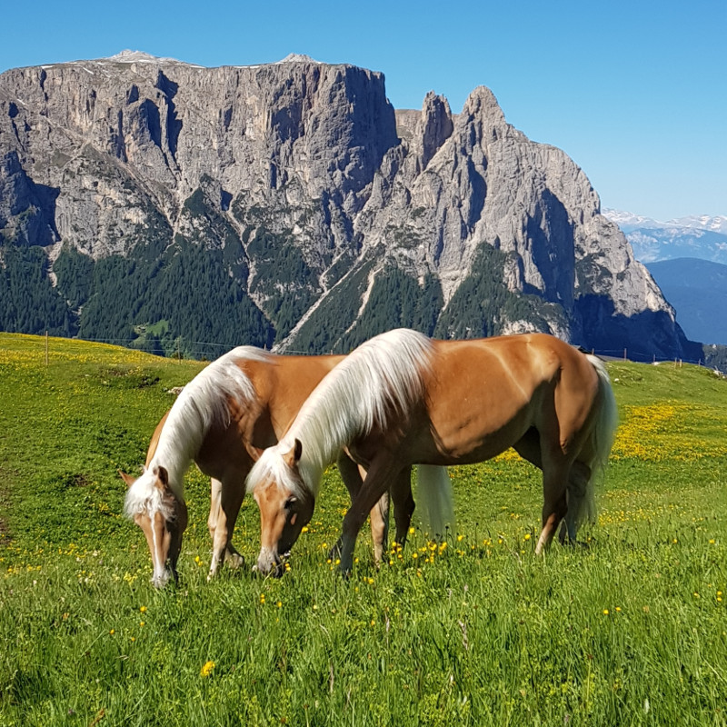 Haflinger Südtirol