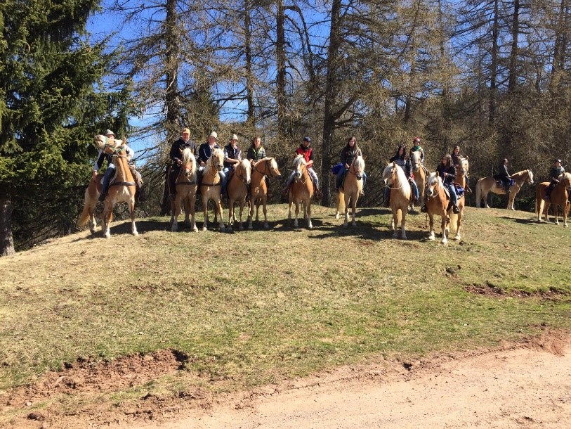 Haflinger-Hengstkörung 2020