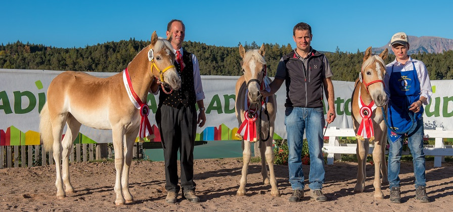 Haflinger-Hengstkörung 2020
