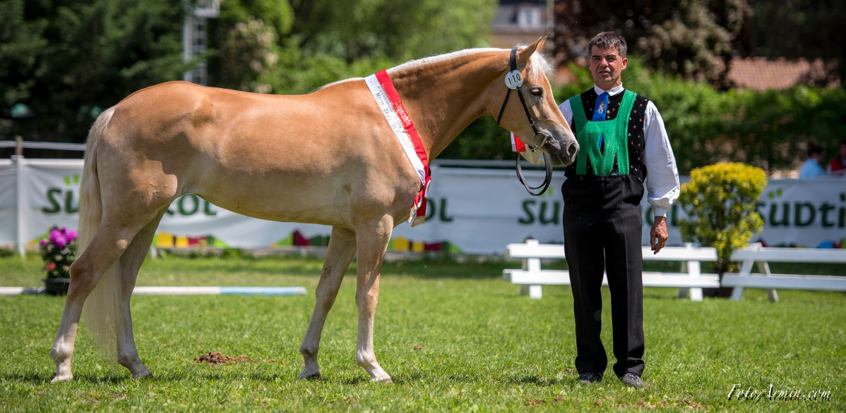 Haflinger-Hengstkörung 2020