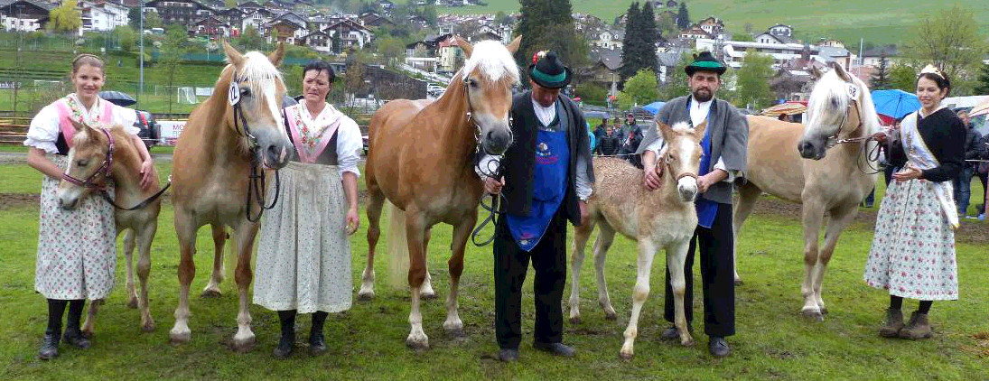 Haflinger-Hengstkörung 2020