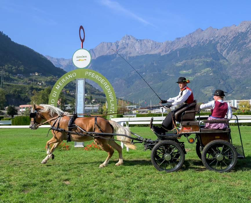 Haflinger-Hengstkörung 2020