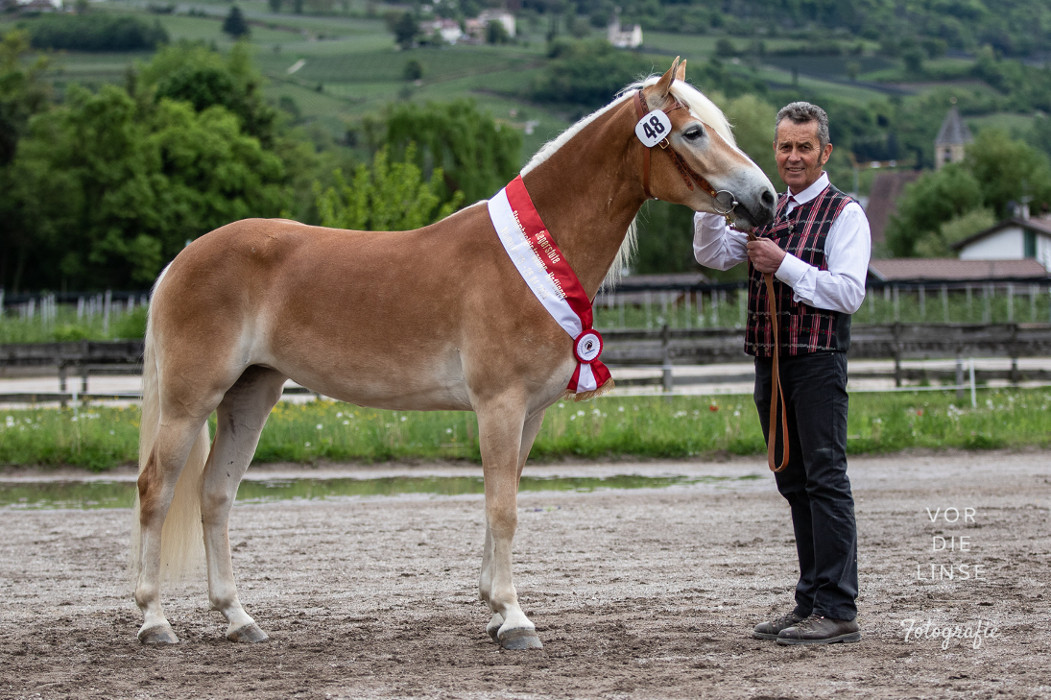 Haflinger-Hengstkörung 2020