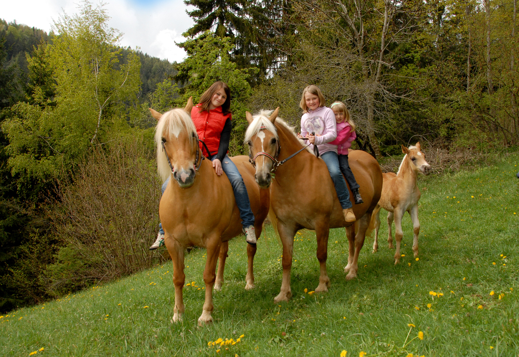 Haflinger-Weltausstellung 2020