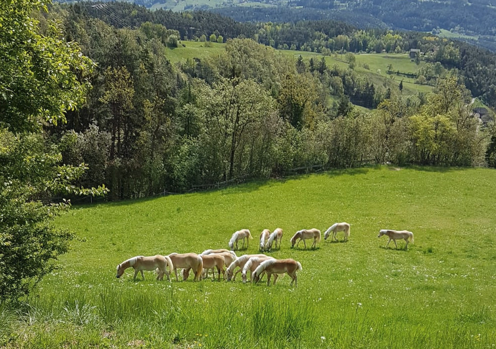 Haflinger-Weltausstellung 2020