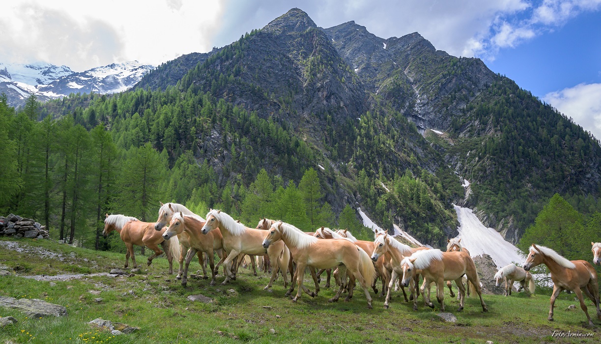 Haflinger-Hengstkörung 2020