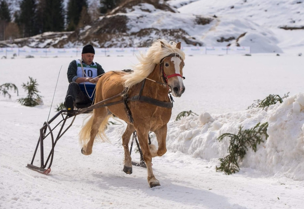 Haflinger-Hengstkörung 2020