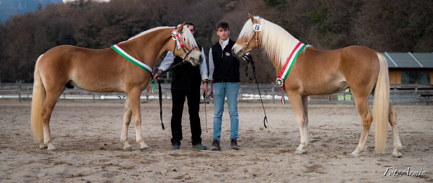 Haflinger-Hengstkörung 2022