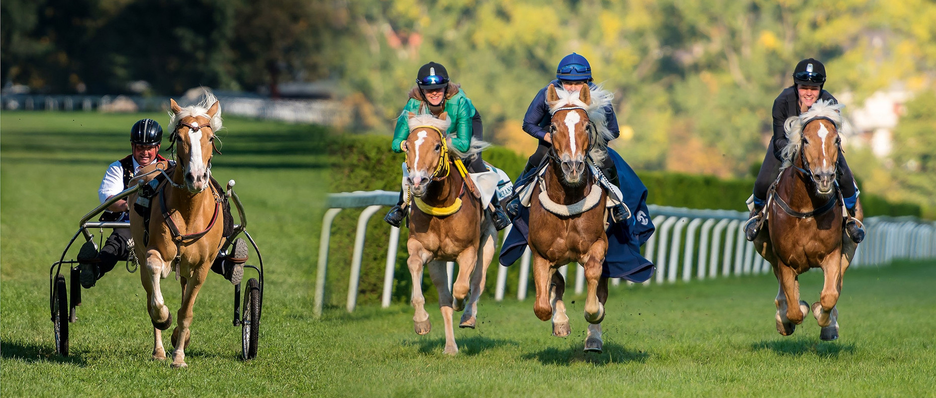 Trab- und Galopprennen