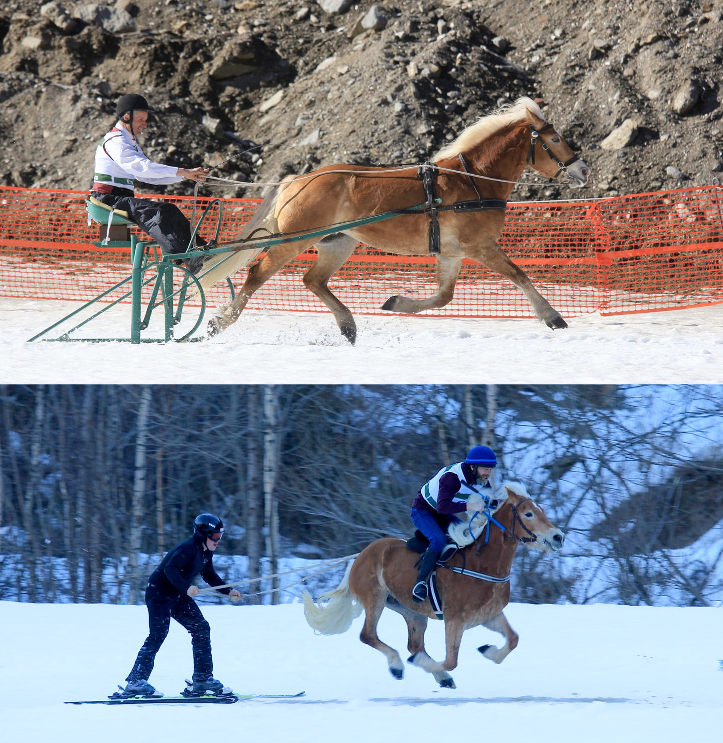 45. Landesmeisterschaft im Schlittenrennen und Skijöring