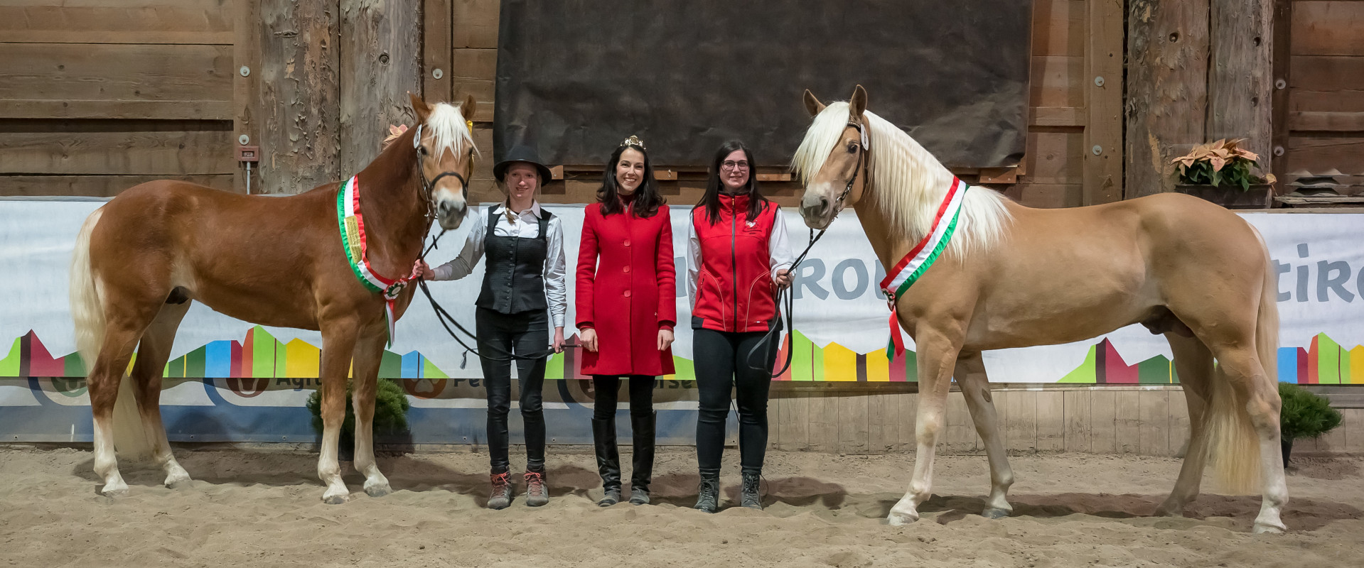 Haflinger-Hengstkörung 2023