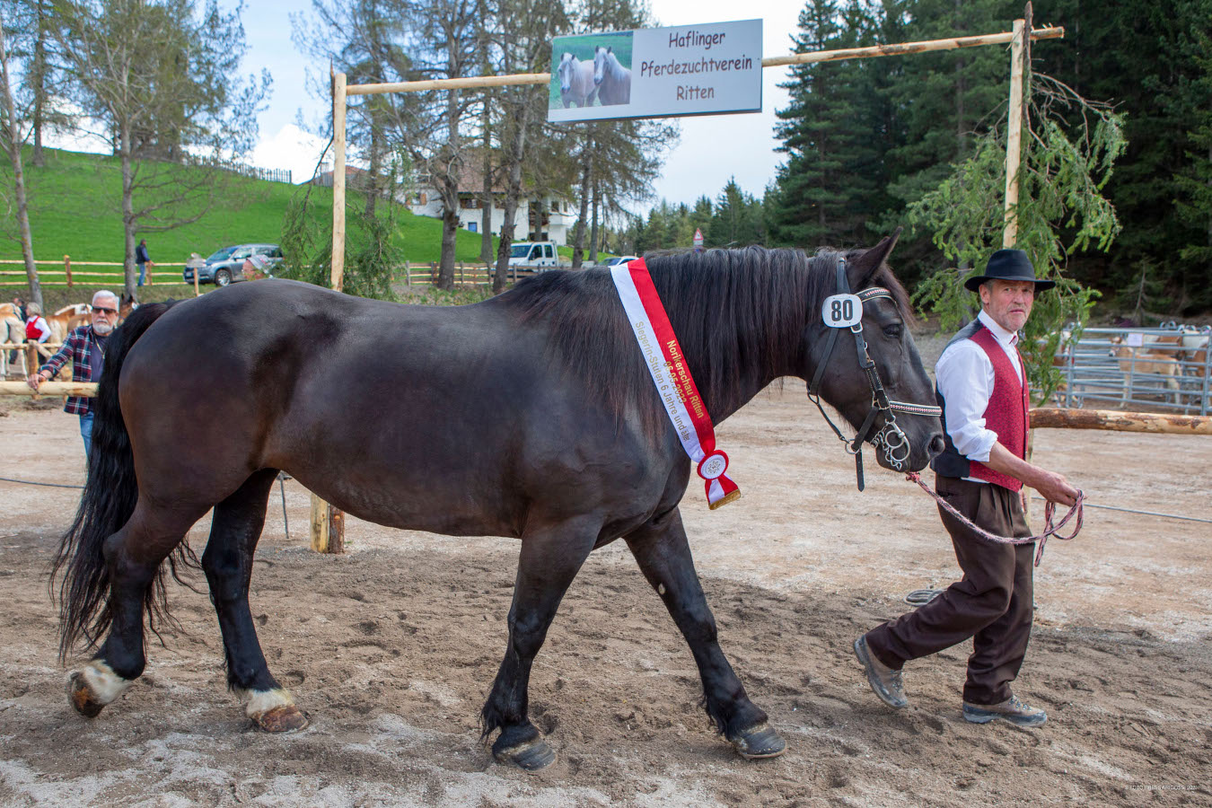 Haflinger- und Norikerschau Ritten