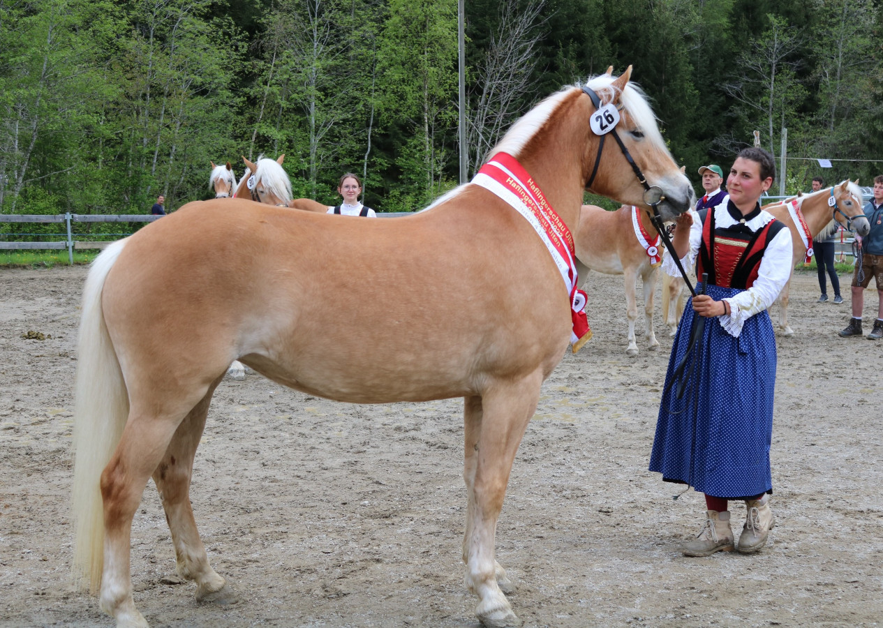 Haflingerschau in Ulten