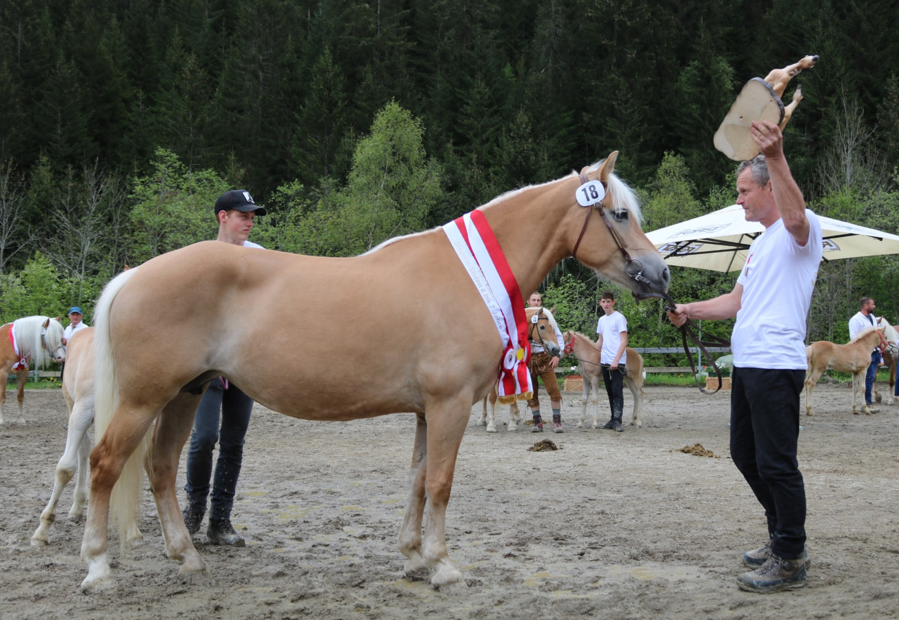 Haflingerschau in Ulten