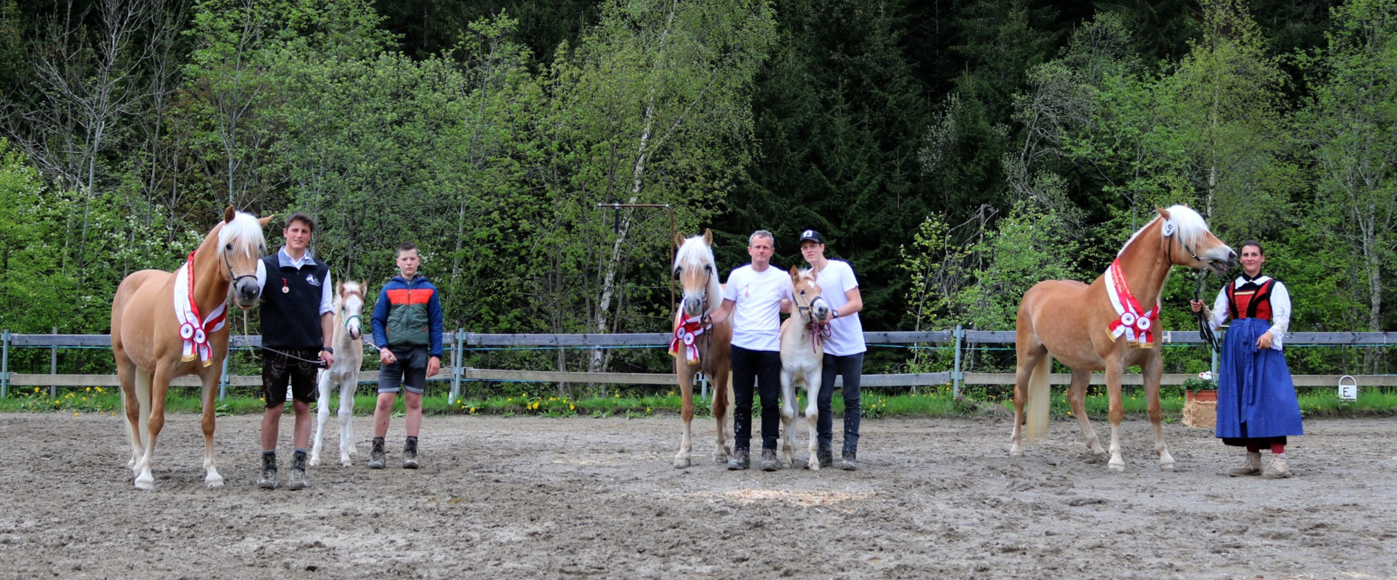 Haflingerschau Ulten