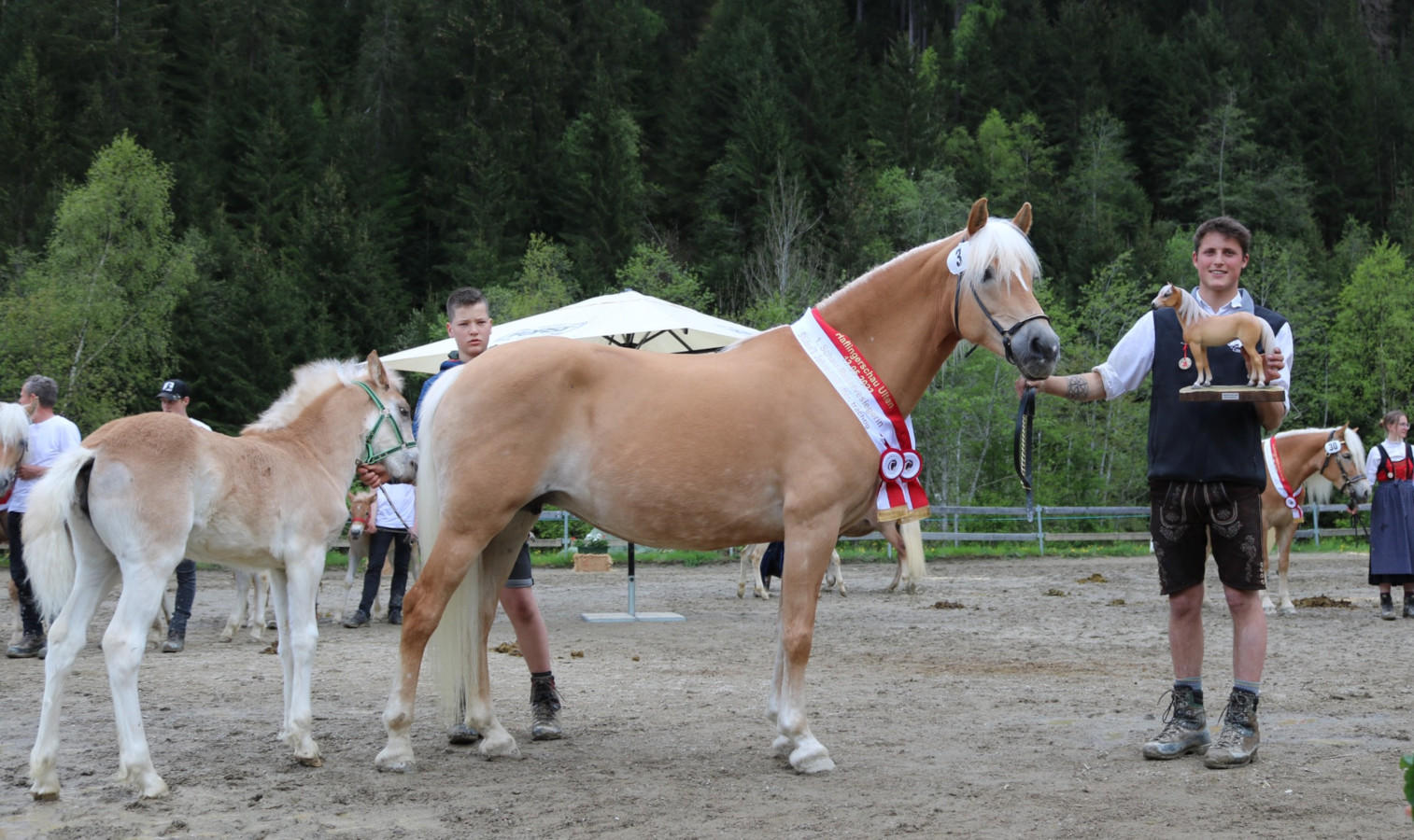 Haflingerschau in Ulten