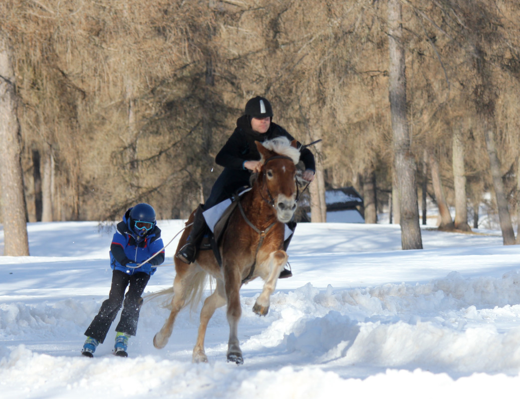 Schlittenrennen mit Skijöring in Jenesien