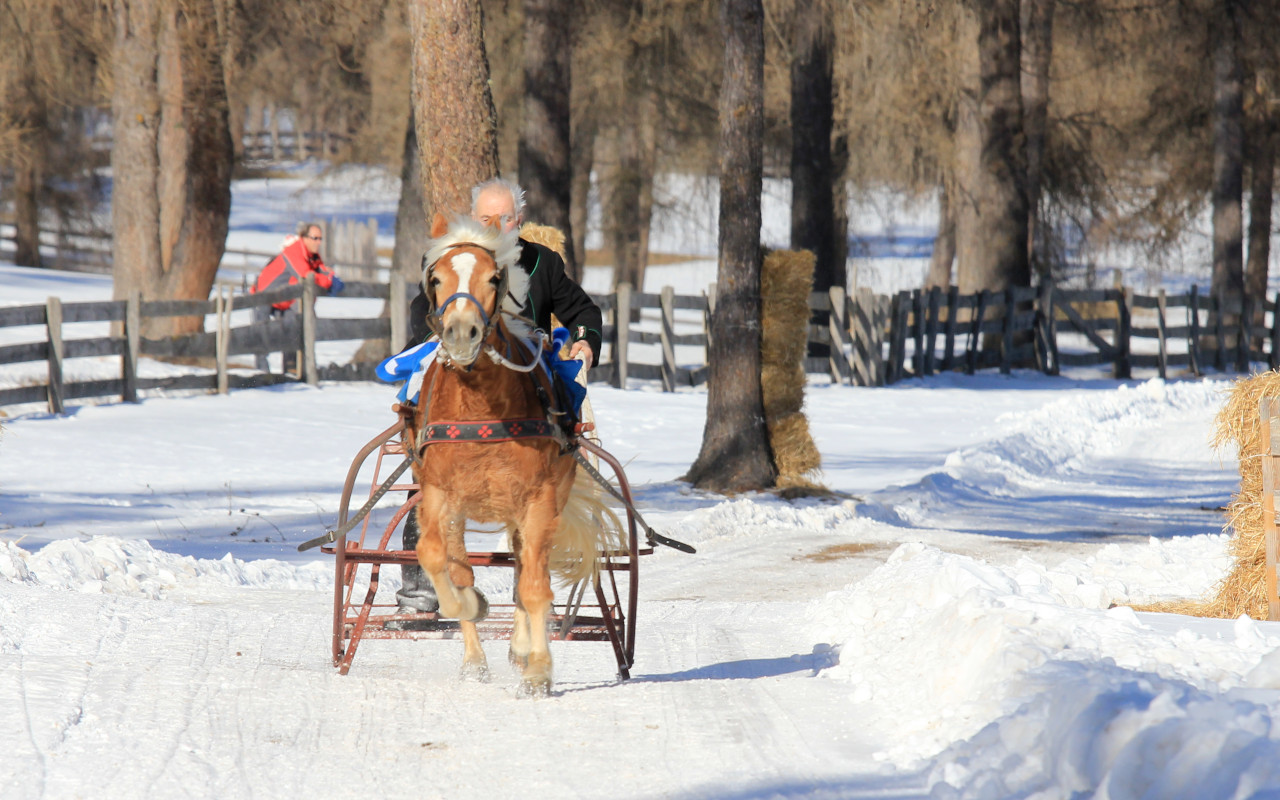 Schlittenrennen mit Skijöring in Jenesien