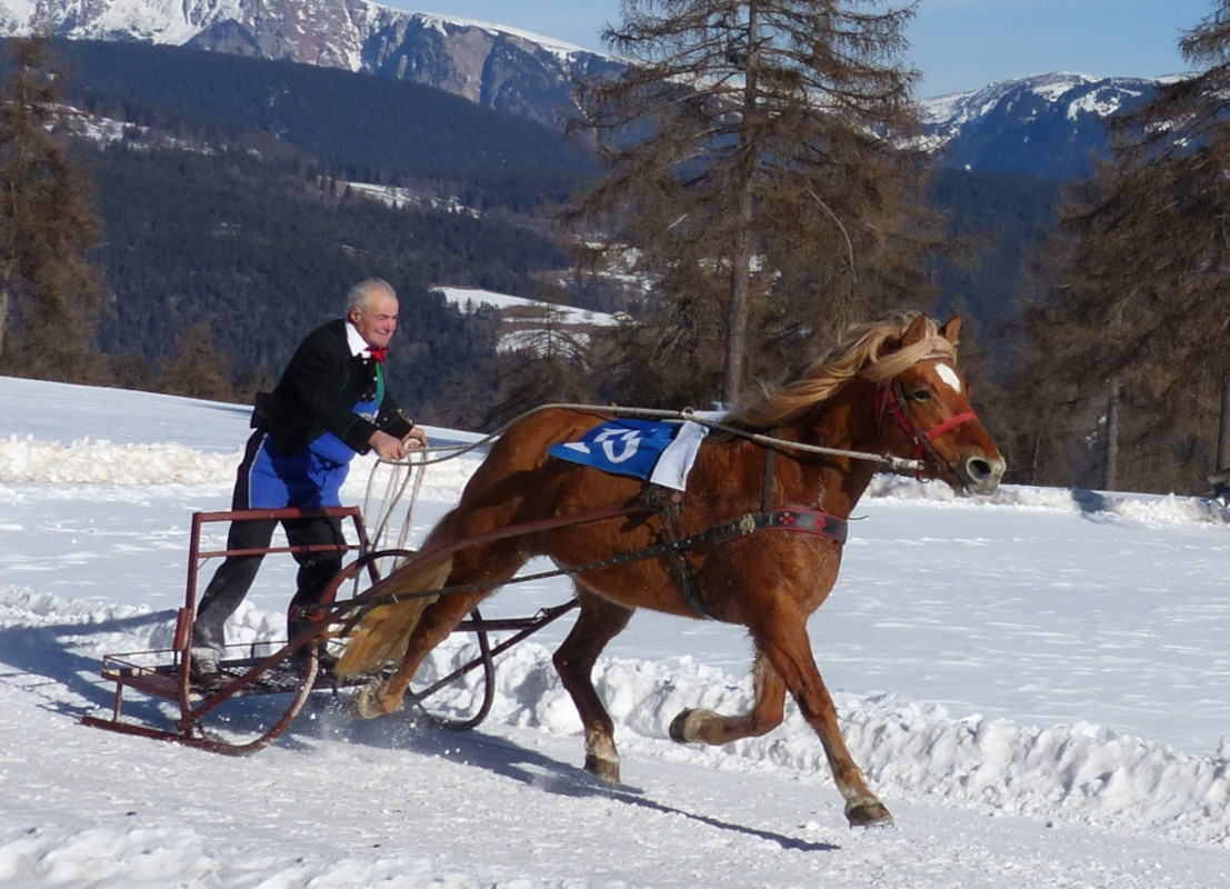 Schlittenrennen mit Skijöring in Jenesien