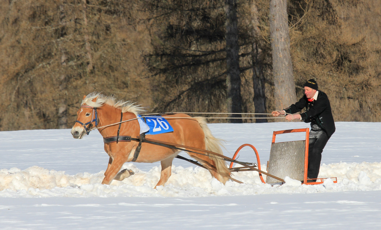 Schlittenrennen mit Skijöring in Jenesien