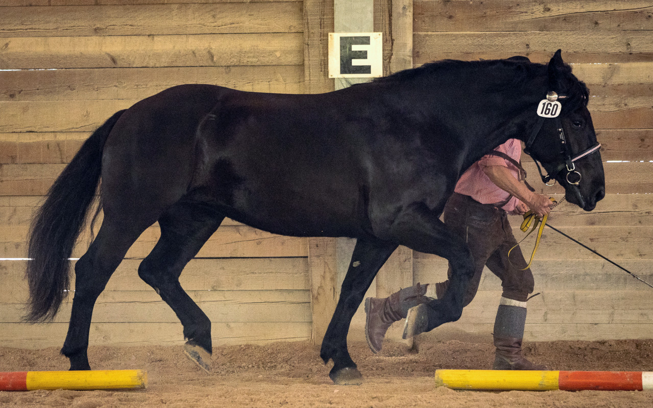 Noriker-Reservesiegerin