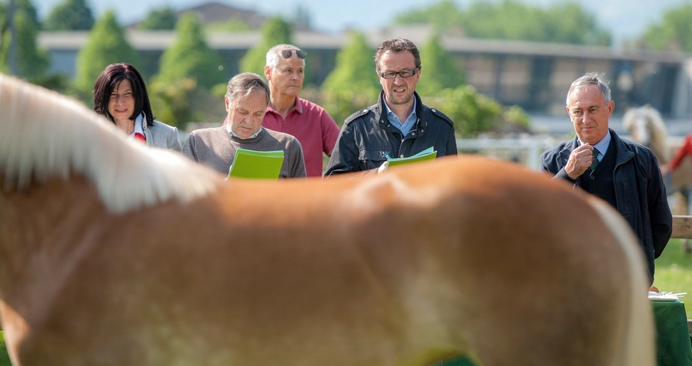 Lehrgang Exterieur-Beurteilung