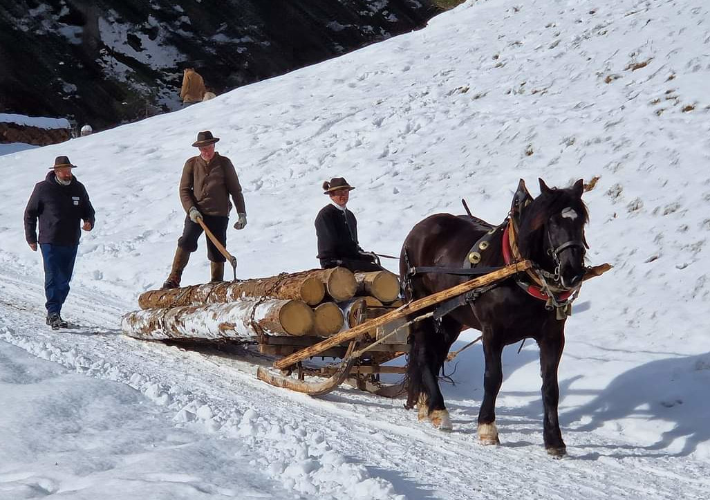 Holzfuhrwerken im Ahrntal 2024