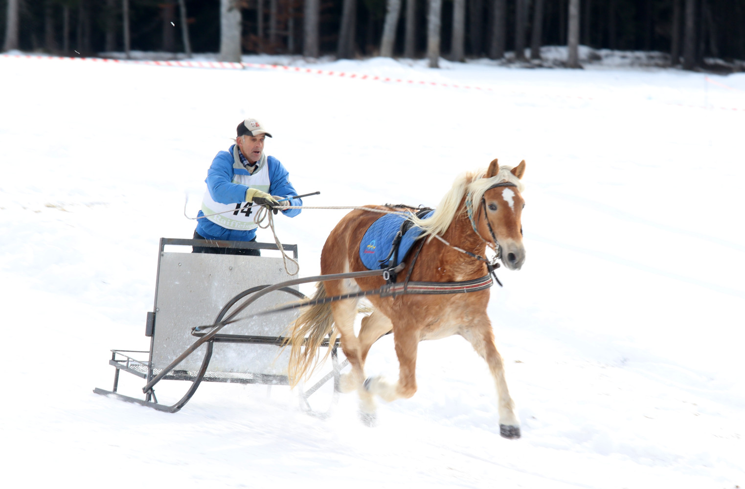Pferdeschlittenrennen mit Skijöring in Mölten