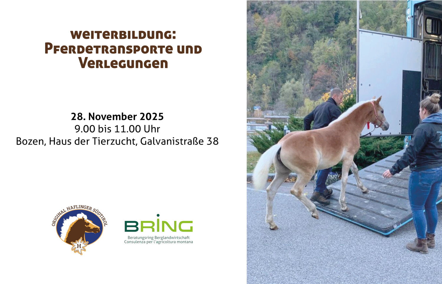 Bring-Kurs Pferdetransporte