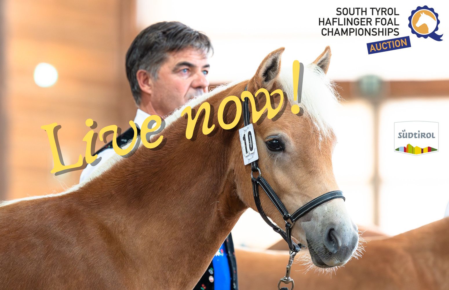 Foal Championship live