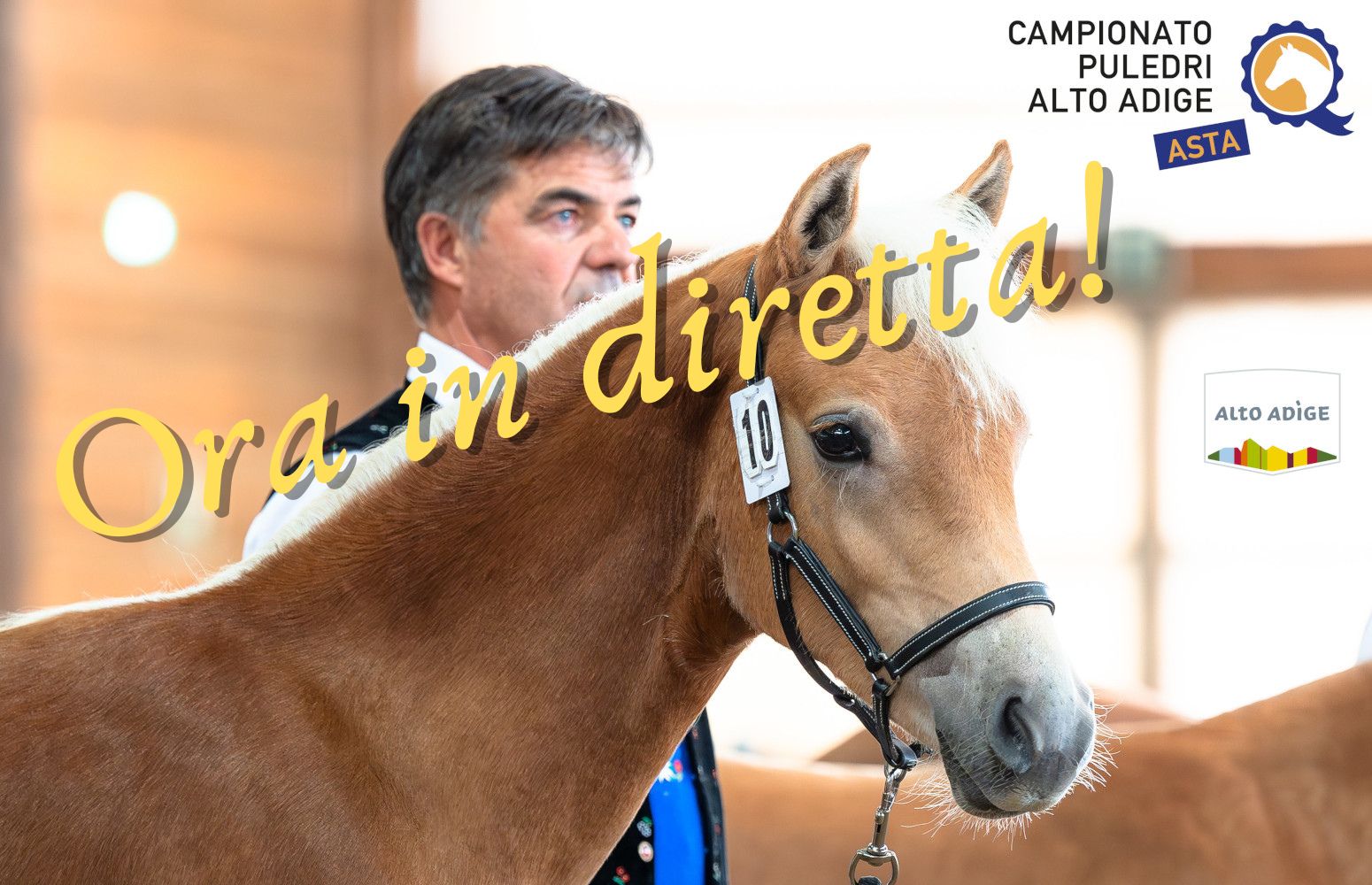 Campionato puledri in diretta
