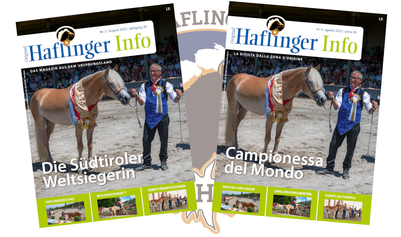 Haflinger Info