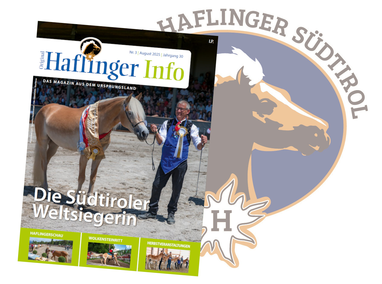 Haflinger Info