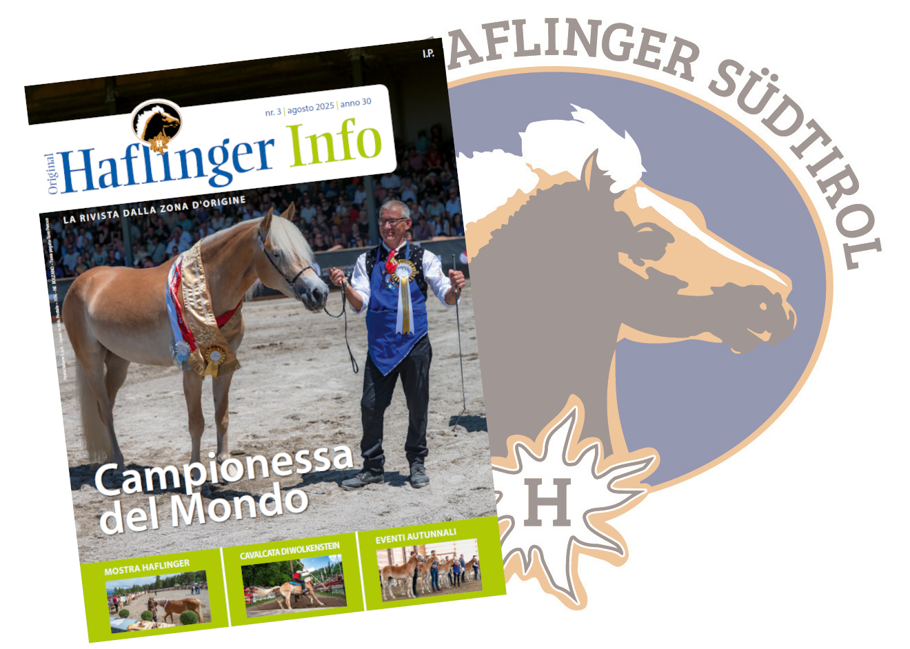 Haflinger Info