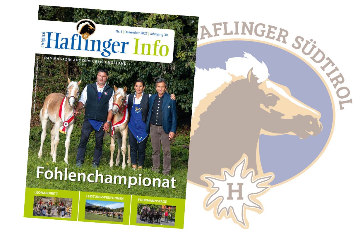 Haflinger Info