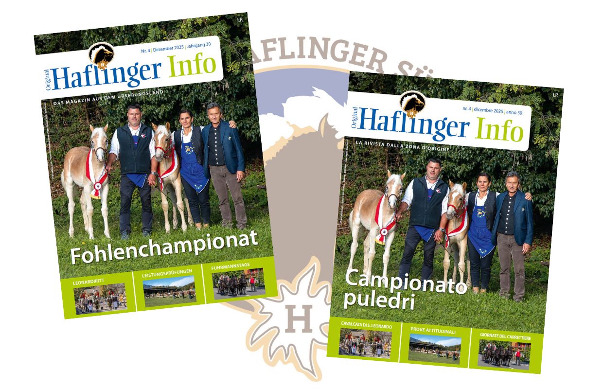 Haflinger Info