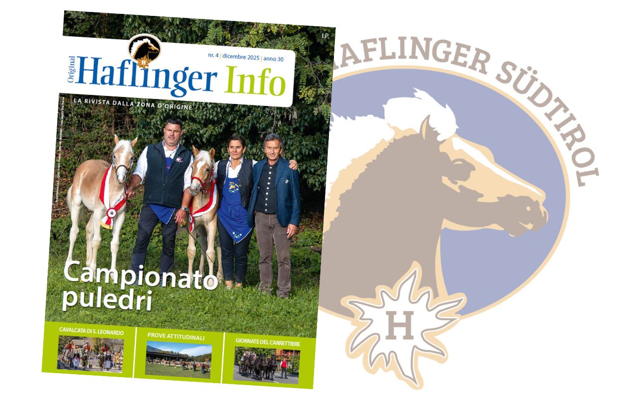 Haflinger Info