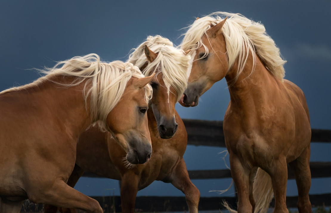 Stagione di monta 2026