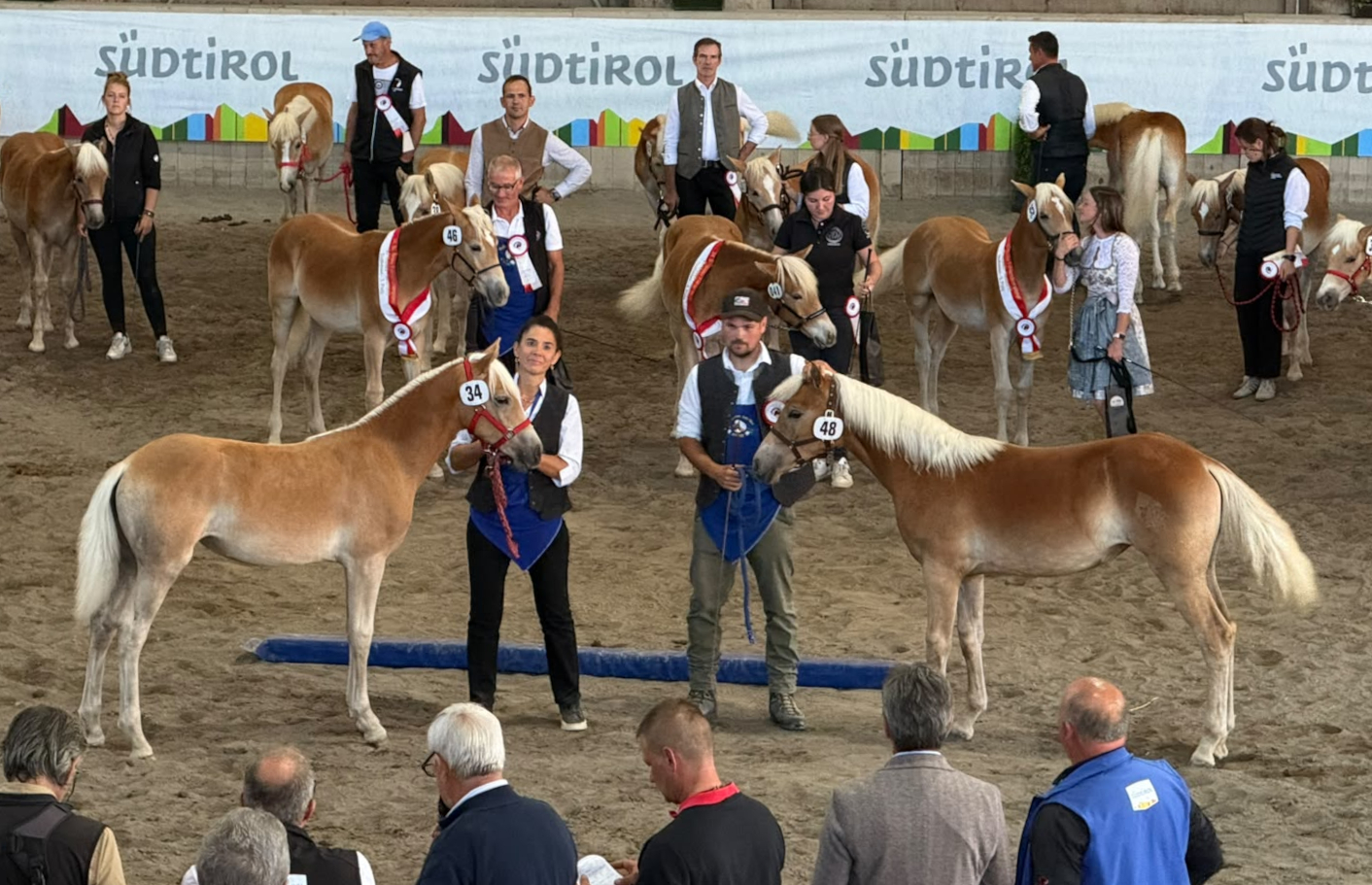 Foal Championship